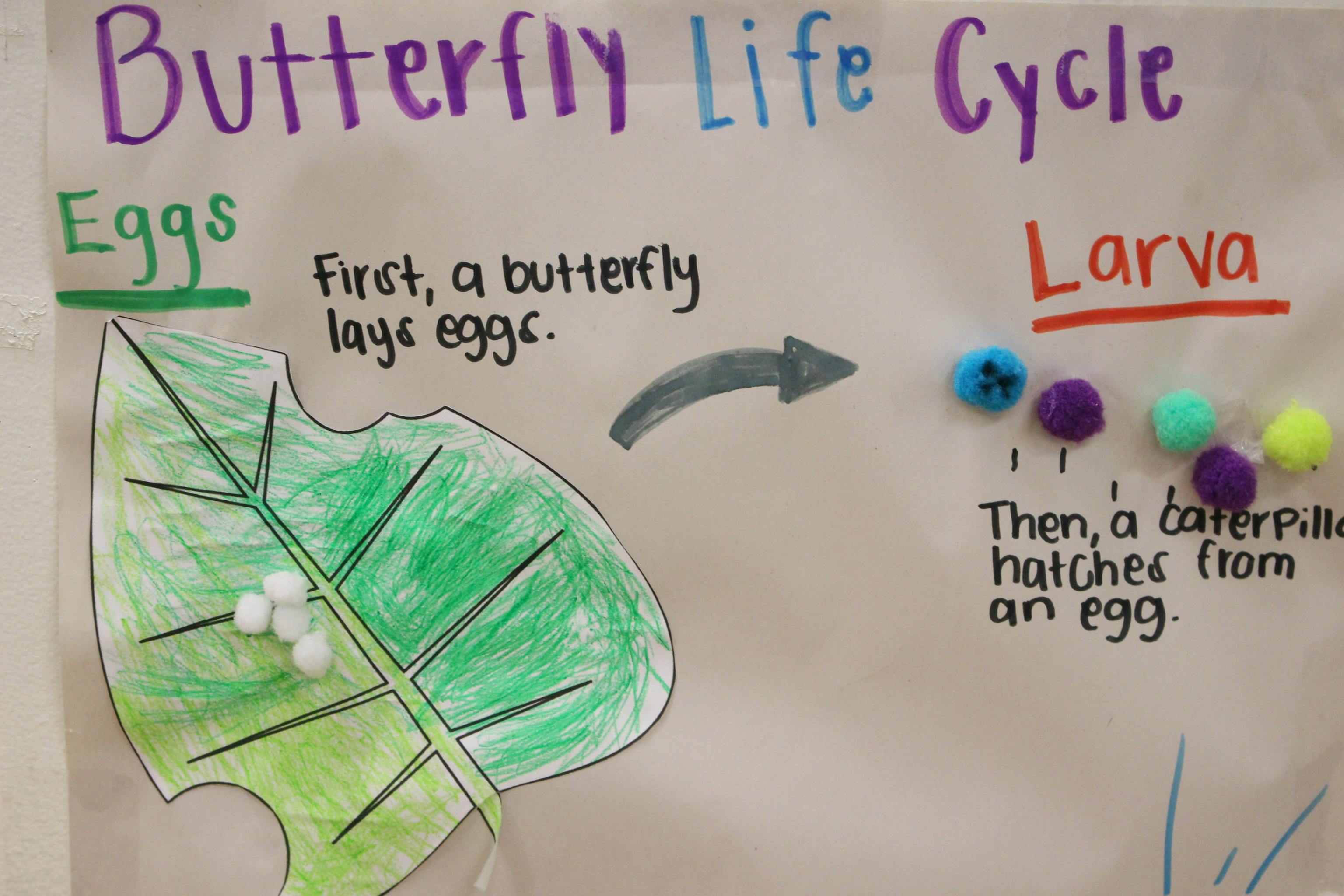 Preschool life cycle chart showing butterfly metamorphosis with labeled stages and visuals